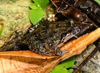 Anfibios