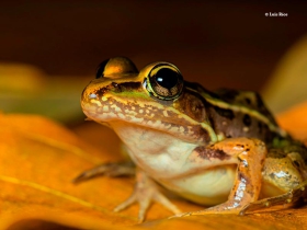 Lithobates-berlandieri