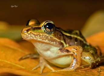 Lithobates berlandieri