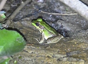 Anfibios