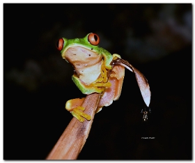Anfibios