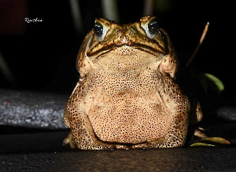 Anfibios
