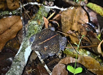 Rhinophrynus dorsalis