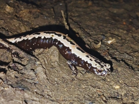 Salamandra