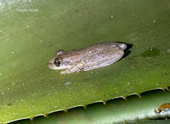 Anfibios