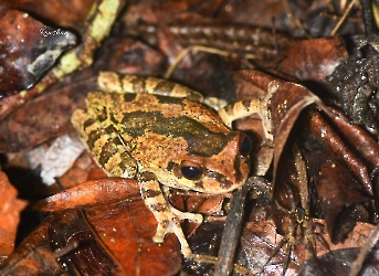 Smilisca baudinii