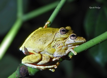 Tlalocohyla loquax
