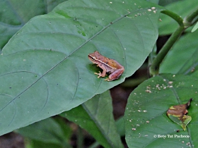 Tlalocohyla picta