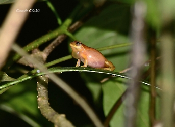 Anfibios