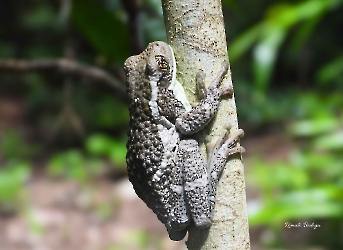 Trachycephalus typhonius