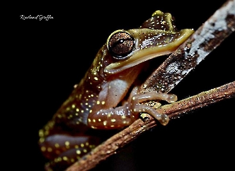 Triprion petasatus