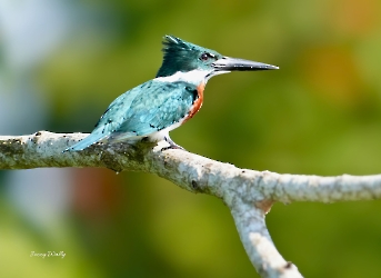 Amazon Kingfisher