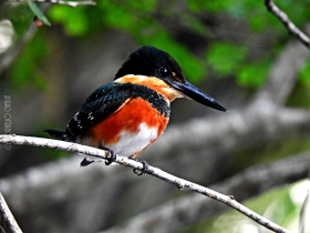 American-pigmy  Kingfisher