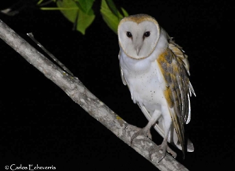 American Barn Owl