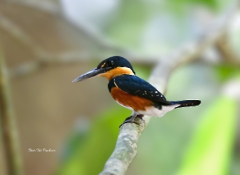 American Pygmy Kingfisher