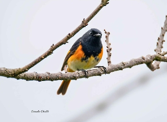 American Redstart