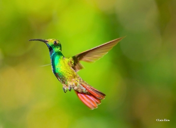 Anthracothorax prevostii