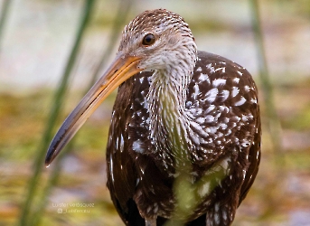 Aramus guarauna