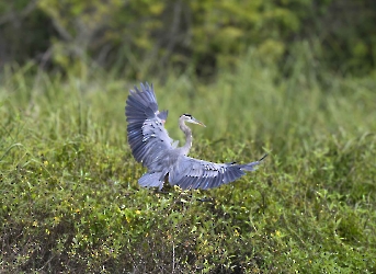 Ardea herodias