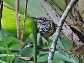 Band-backed  Wren