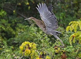 Bare-throated Tiger-Heron
