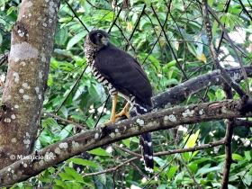 Barred Forest-falcon