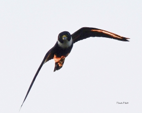 Bat Falcon
