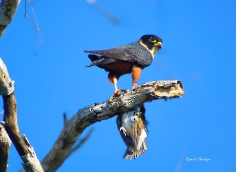 Bat falcon