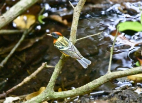 Bay-breasted Warbler