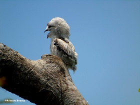 Bebe-potoo