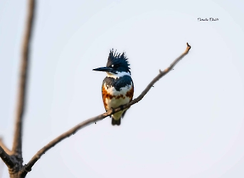 Belted Kingfisher