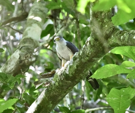 Bicolor Hawk
