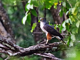 Bicolored Hawk