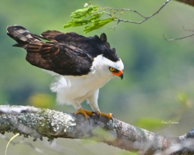 Black-and-white Hawk-Eagle