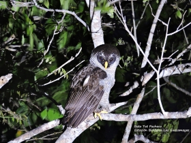 Black-and-white Owl