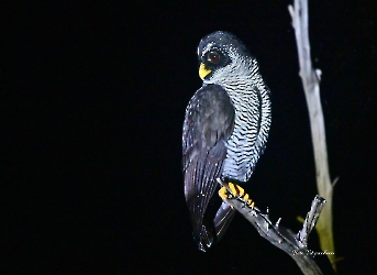 Aves