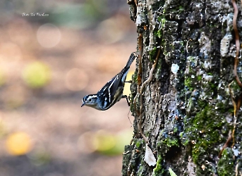 Black-and-white Warbler