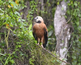 Black-collared-Hawk