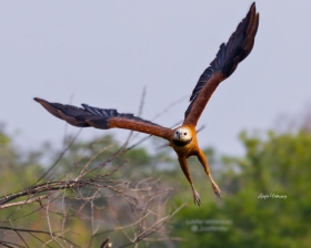 Black-collared Hawk