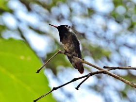 Black-crested Coquett