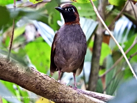 Mayan Antthrush