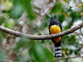 Black-headed Trogon