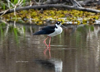 Black-necked Stilt 