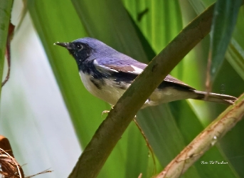 Black-throated Blue Warbler