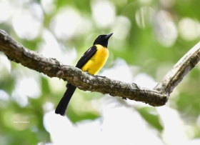 Black-throated Shrike-Tanager