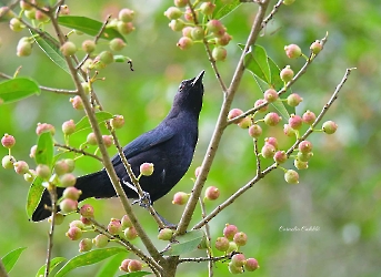 Black Cat Bird