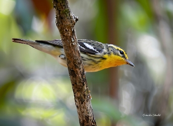 Blackburnian Warbler
