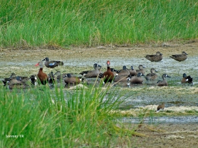 Blue-winged Teal