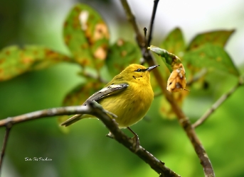 Blue Winged Warbler