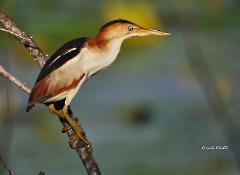 Botaurus exilis exilis